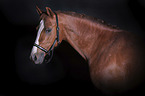Deutsches Reitpony Portrait