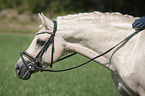 Deutsches Reitpony Portrait