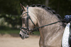Deutsches Reitpony Portrait