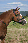 Deutsches Reitpony Portrait