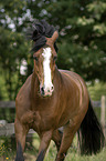 Deutsches Reitpony Portrait