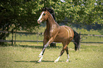 galoppierendes Deutsches Reitpony