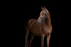 Deutsches Reitpony