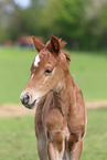 Deutsches Reitpony Fohlen