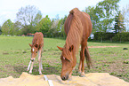 Deutsche Reitponies