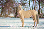 Deutsches Reitpony im Schnee