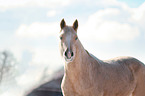 Deutsches Reitpony im Schnee