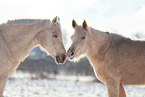 Deutsches Reitponys im Winter