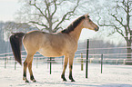 Deutsches Reitpony im Schnee