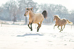 Deutsches Reitponys im Winter