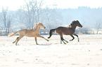 Deutsches Reitponys im Winter