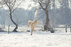 Deutsches Reitpony im Schnee