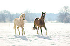 Deutsches Reitponys im Winter