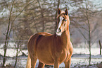 Deutsches Reitpony im Schnee