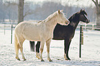 Deutsches Reitponys im Winter