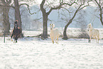 Deutsches Reitponys im Winter