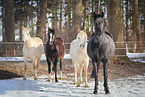 Deutsches Reitponys im Winter