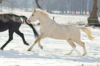 Deutsches Reitponys im Winter