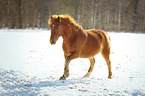 Deutsches Reitpony im Schnee