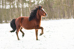 Deutsches Reitpony im Schnee