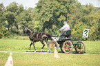 Deutsches Reitpony wird gefahren