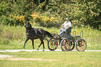 Deutsches Reitpony wird gefahren