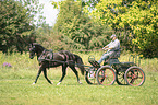 Deutsches Reitpony wird gefahren