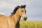 Deutsches Reitpony im Sommer