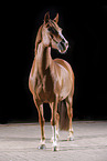 Deutsches Reitpony Stute