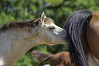 Deutsches Reitpony Fohlen