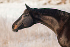 Deutsches Reitpony Stute