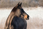 Deutsches Reitpony Stute