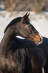 Deutsches Reitpony Stute