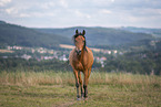 Deutsches Reitpony