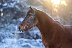 Deutsches Reitpony