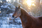 Deutsches Reitpony