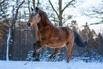 Deutsches Reitpony
