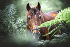 Deutsches Reitpony