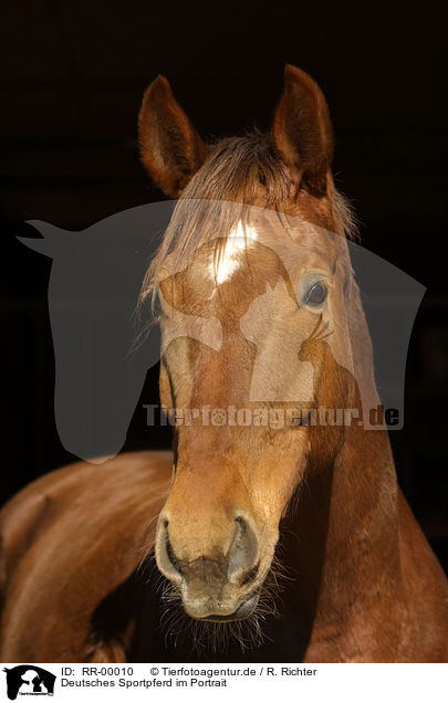 Deutsches Sportpferd im Portrait / horse portrait / RR-00010