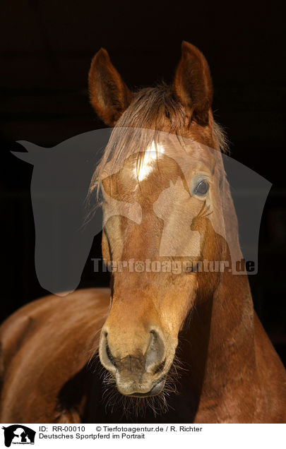 Deutsches Sportpferd im Portrait / RR-00010