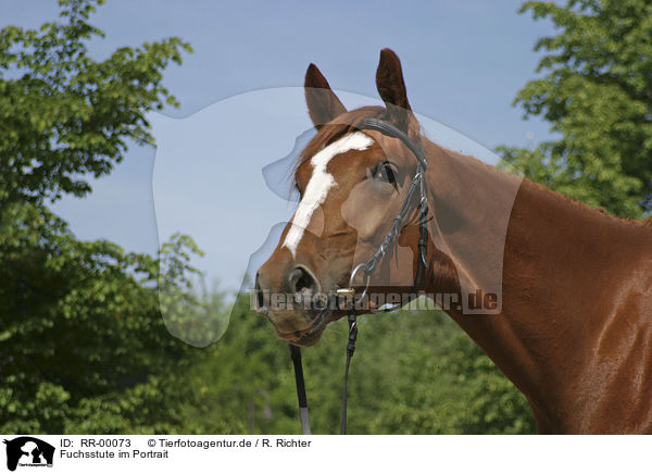 Fuchsstute im Portrait / horse portrait / RR-00073