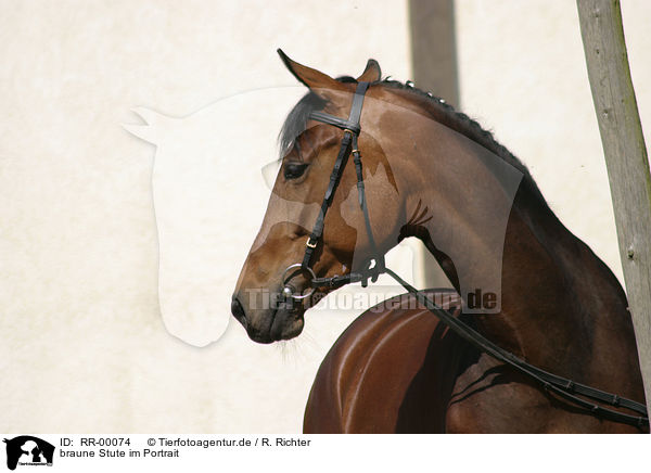 braune Stute im Portrait / horse portrait / RR-00074