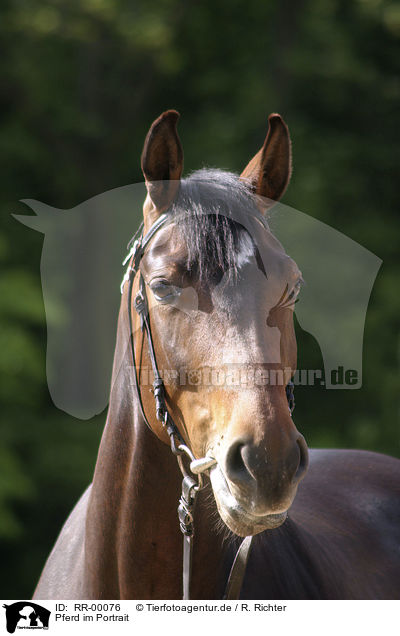 Pferd im Portrait / horse portrait / RR-00076