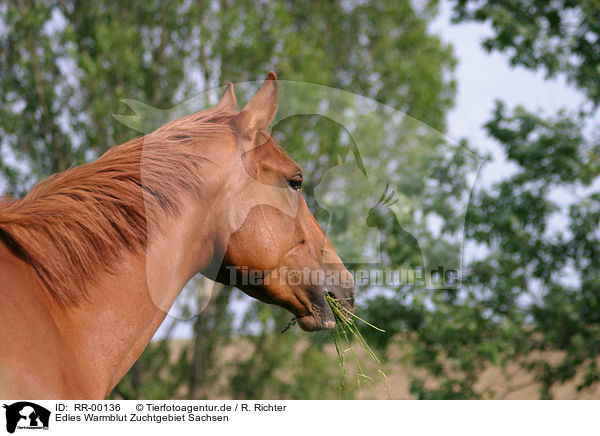 Edles Warmblut Zuchtgebiet Sachsen / horse / RR-00136