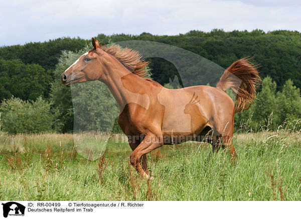 Deutsches Reitpferd im Trab / joging horse / RR-00499