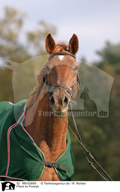 Pferd im Portrait / horse portrait / RR-00869