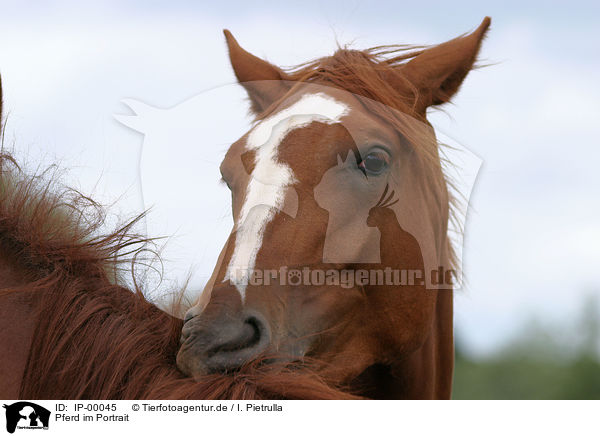 Pferd im Portrait / horse head / IP-00045