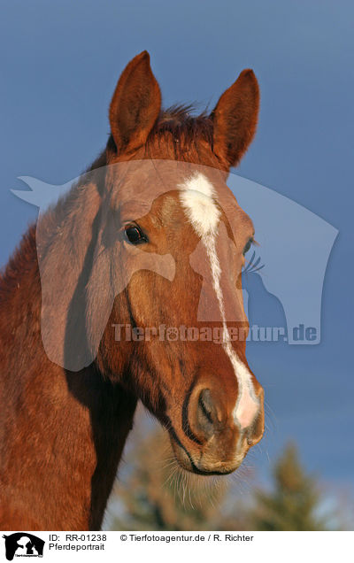 Pferdeportrait / horse head / RR-01238