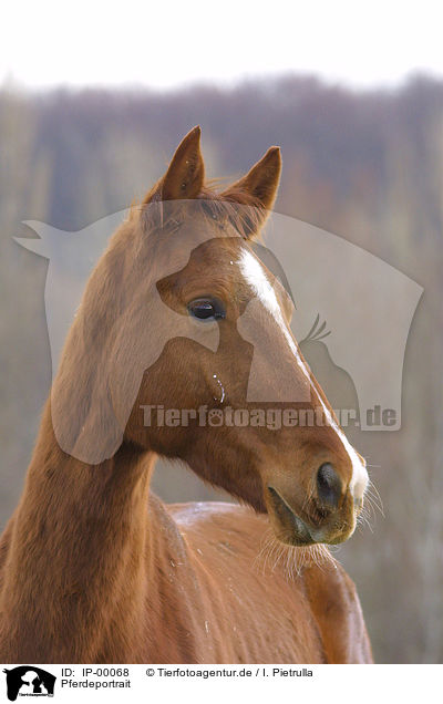 Pferdeportrait / horse portrait / IP-00068