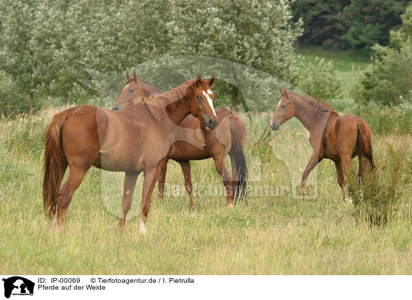 Pferde auf der Weide / horses on meadow / IP-00069